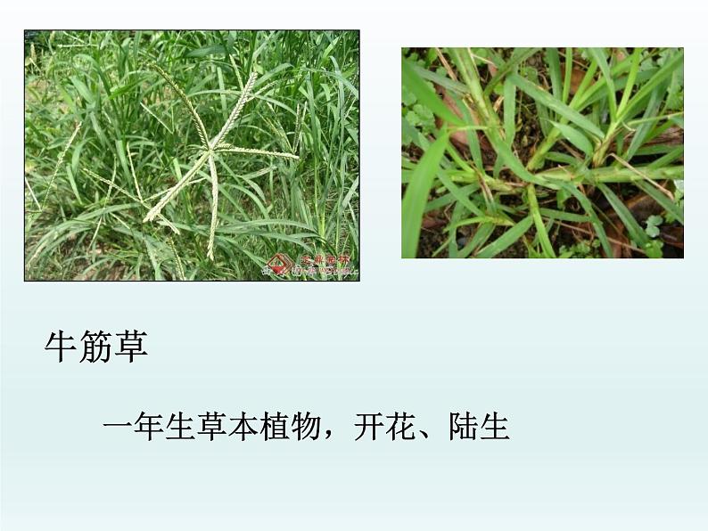 教科版(2001)六年级上册 4.3多种多样的植物_1(3)(课件)06