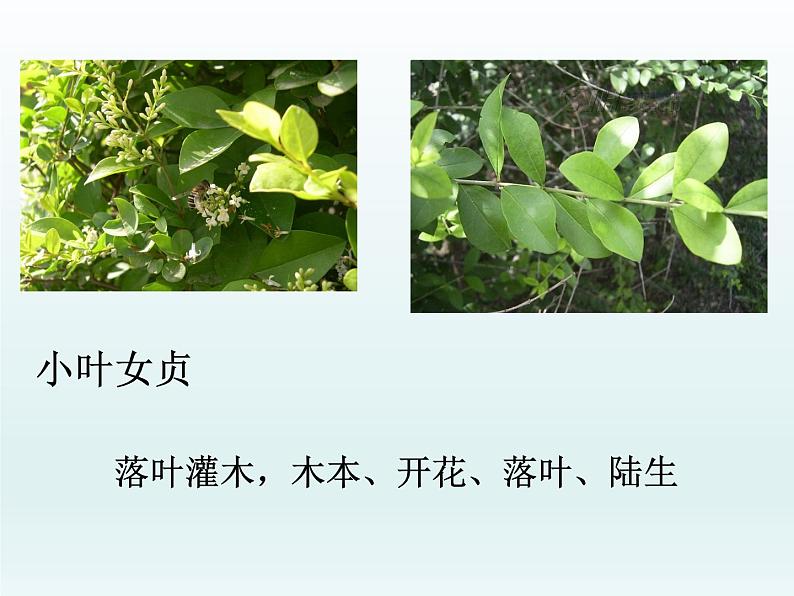 教科版(2001)六年级上册 4.3多种多样的植物_1(3)(课件)07