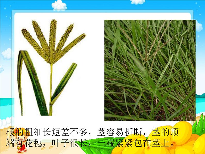 《1 小草和大树》课件03