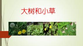 教科版三年级上册3、大树和小草评课课件ppt