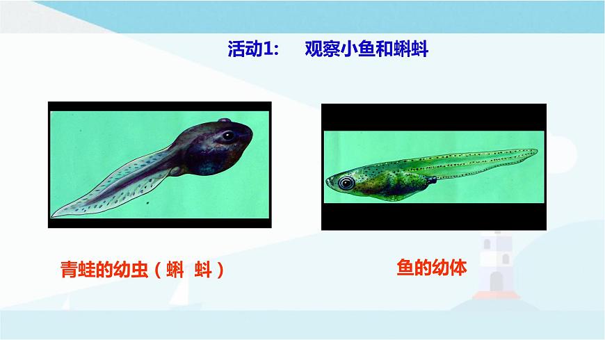 粵教粵科版三上科學(xué) 1.1《鯽魚與青蛙》課件第3頁(yè)