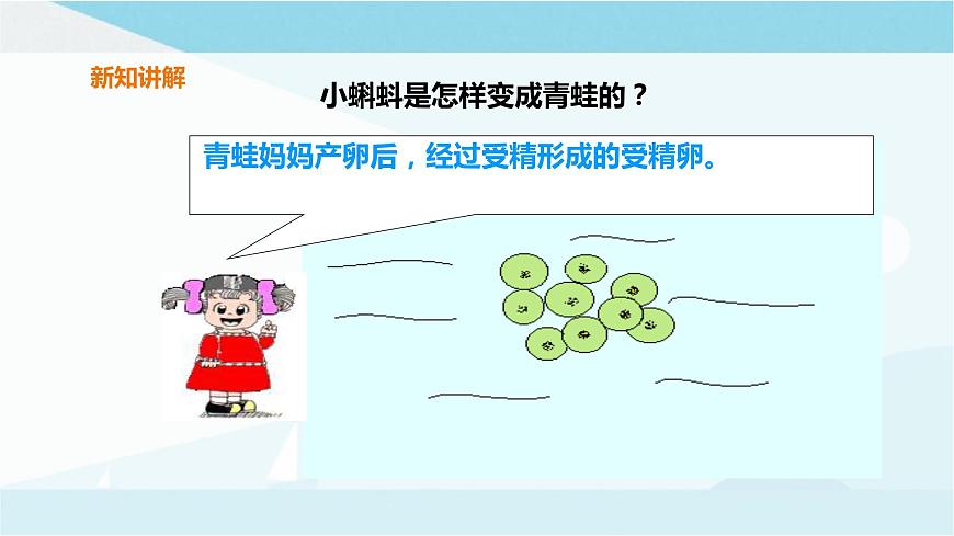 粵教粵科版三上科學(xué) 1.1《鯽魚與青蛙》課件第6頁(yè)