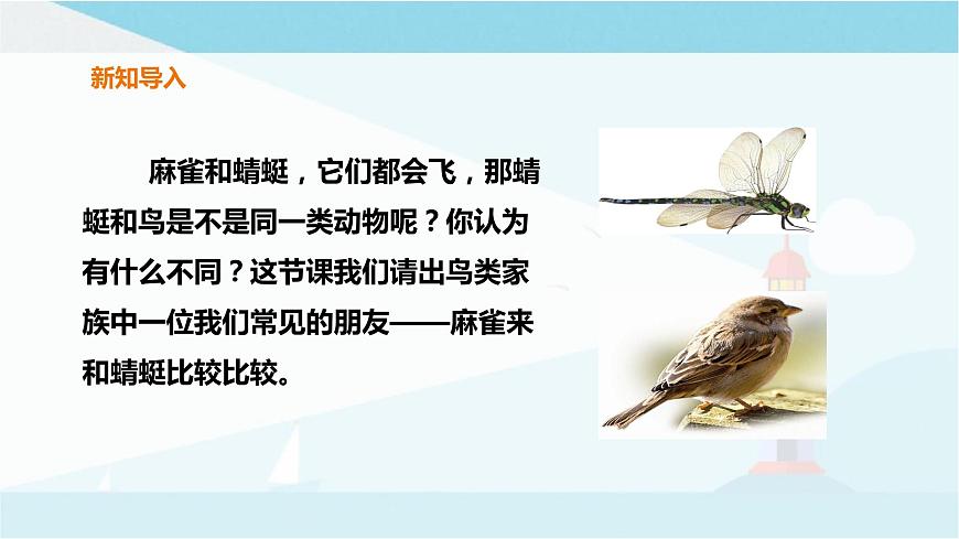 粵教粵科版三上科學 1.2《蜻蜓與麻雀》 課件第4頁