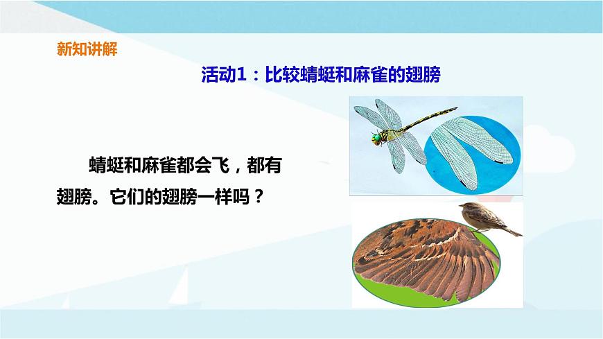 粵教粵科版三上科學 1.2《蜻蜓與麻雀》 課件第5頁