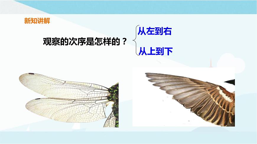 粵教粵科版三上科學 1.2《蜻蜓與麻雀》 課件第6頁