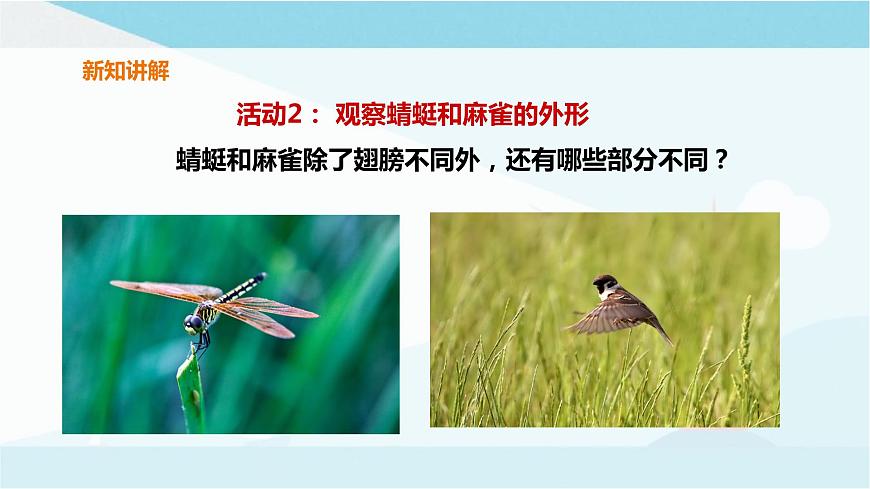 粵教粵科版三上科學 1.2《蜻蜓與麻雀》 課件第8頁