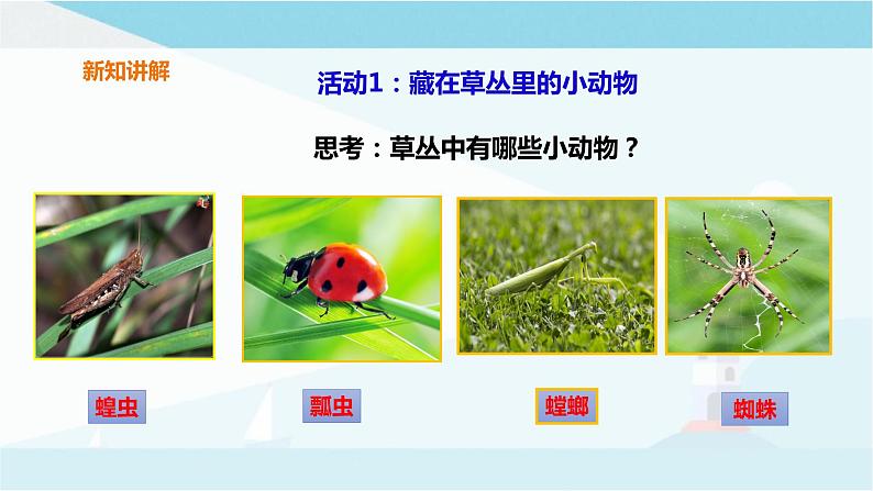 粤教粤科版三上科学 1.4《草地里的小动物》 课件03