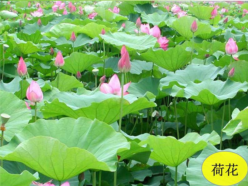 三年级上科学-1.4《水生植物》参考课件-教科版02