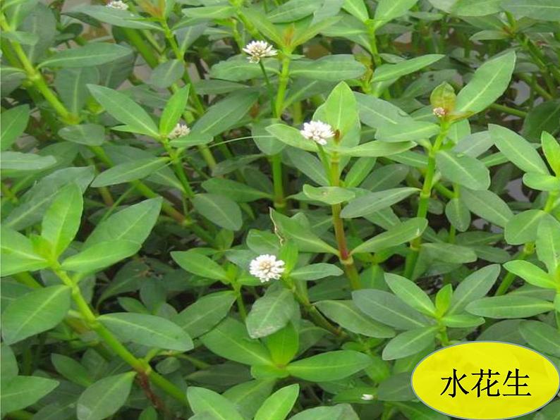 三年级上科学-1.4《水生植物》参考课件-教科版03