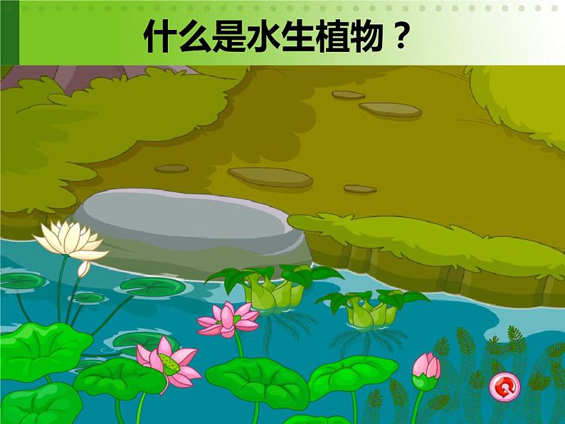 三年级上科学-1.4《水生植物》参考课件-教科版08
