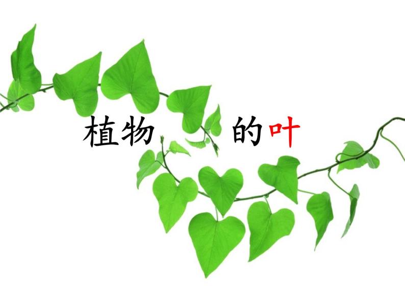 三年级上科学-1.5植物的叶(1)课件-教科版01