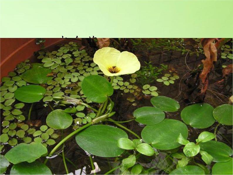 三年级上科学-1.4水生植物(2)课件-教科版04
