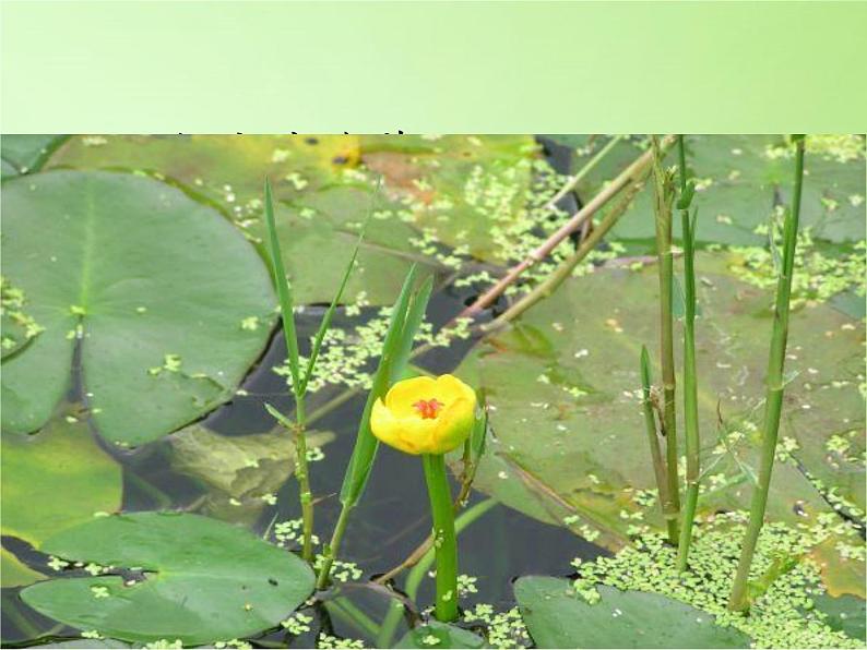 三年级上科学-1.4水生植物(2)课件-教科版05