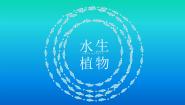 教科版三年级上册4、水生植物课堂教学课件ppt