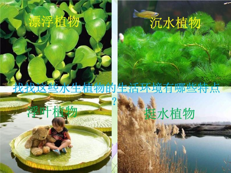 教科版 三年级上科学-1.4水生植物课件 （9张PPT）02