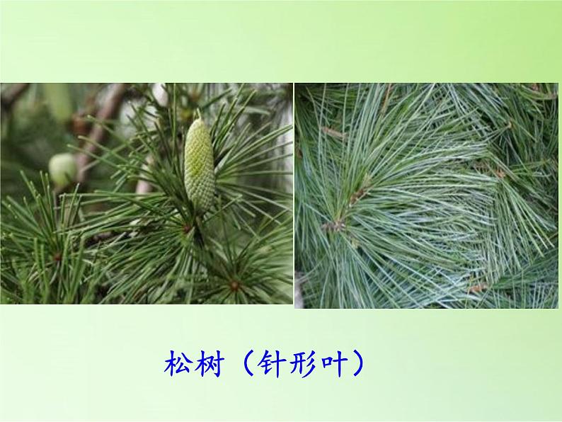 教科版 三年级上科学-1.5植物的叶 课件(34张PPT)02