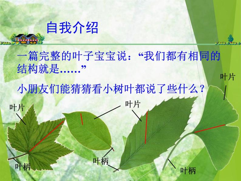 教科版三年级上科学-1.5植物的叶 课件（13张PPT）06