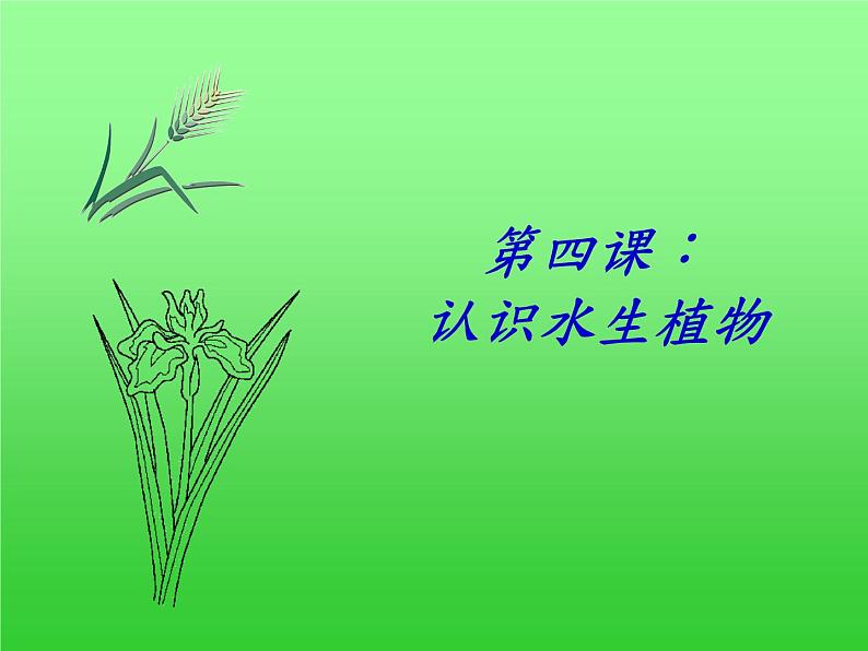 教科版三年级上科学-1.4水生植物 课件(55张PPT)01