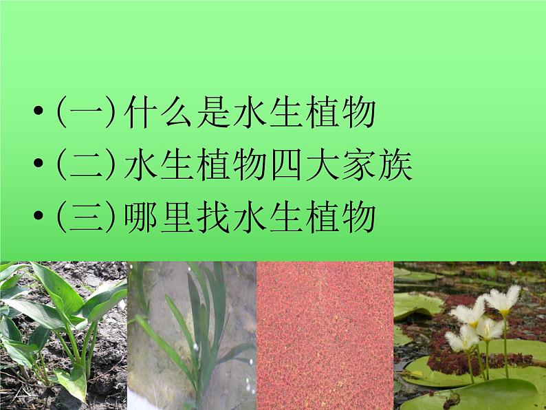 教科版三年级上科学-1.4水生植物 课件(55张PPT)02