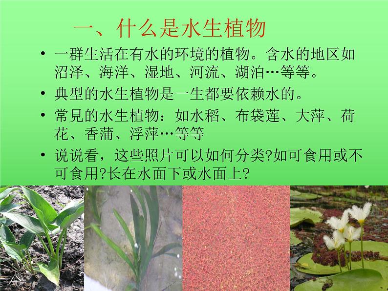教科版三年级上科学-1.4水生植物 课件(55张PPT)03