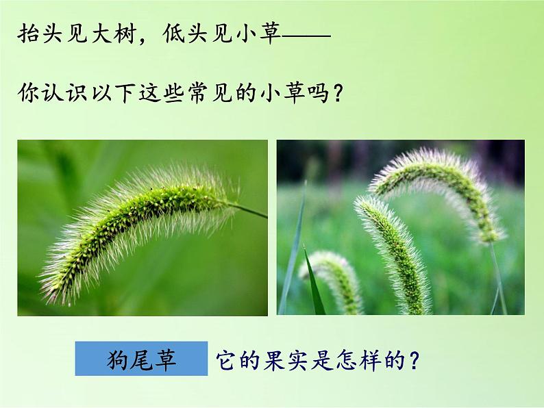 教科版 三年级上科学-1.3大树和小草(1)课件(13张PPT)02