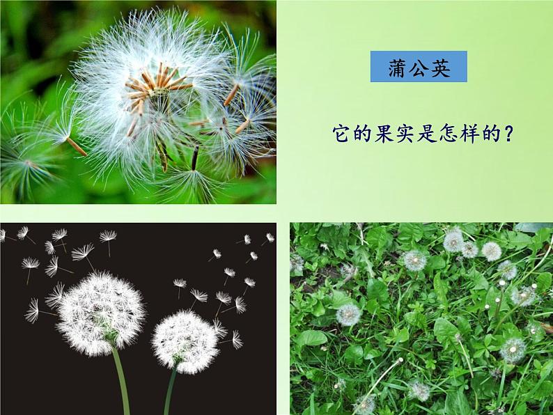 教科版 三年级上科学-1.3大树和小草(1)课件(13张PPT)04
