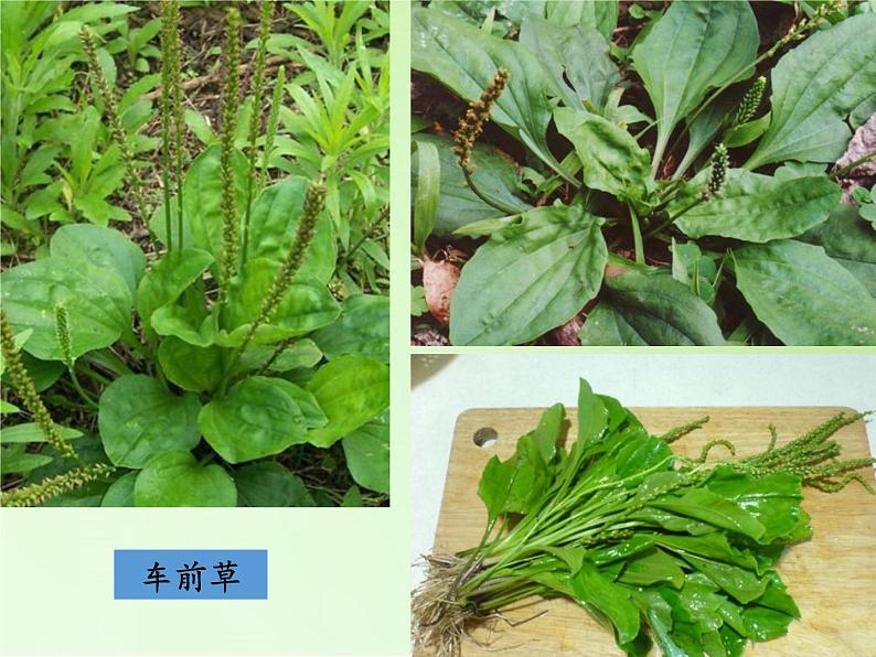 教科版 三年级上科学-1.3大树和小草(1)课件(13张PPT)05