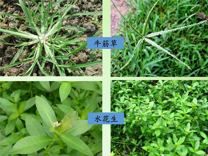 教科版 三年级上科学-1.3大树和小草(1)课件(13张PPT)06