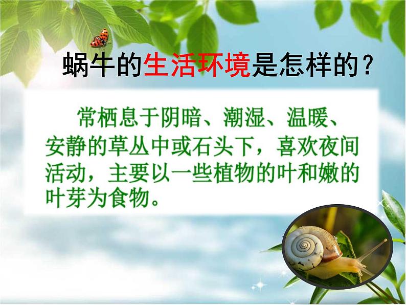 教科版三年级上科学-2.2《蜗牛(一)》(1)课件(26张PPT)第6页