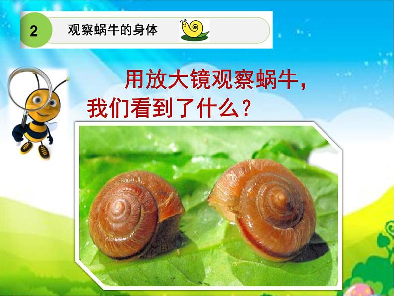 教科版三年级上科学-2.2《蜗牛(一)》(1)课件(26张PPT)第8页