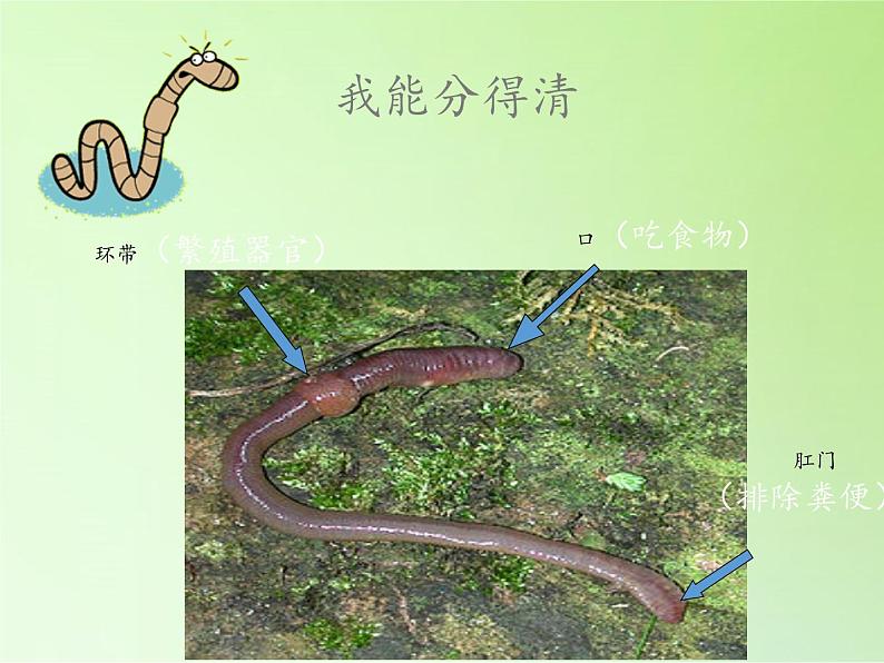 教科版 三年级上科学-2.4蚯蚓 课件(17张PPT)07