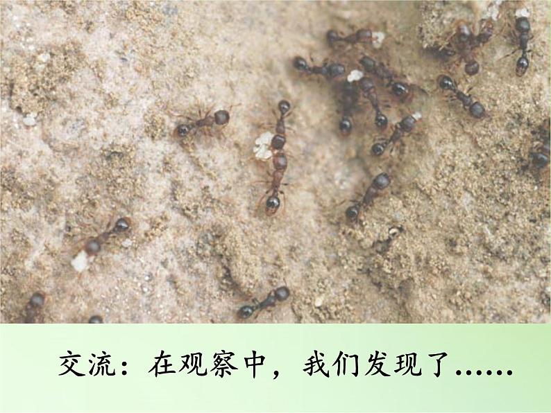 教科版 三年级上科学-2.5 蚂蚁 课件(15张PPT)04