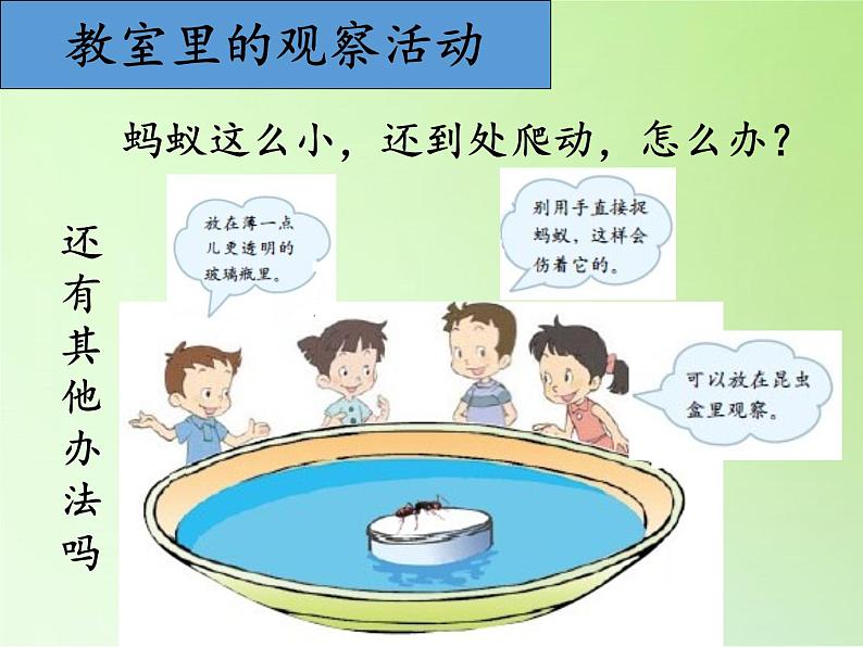 教科版 三年级上科学-2.5 蚂蚁 课件(15张PPT)05