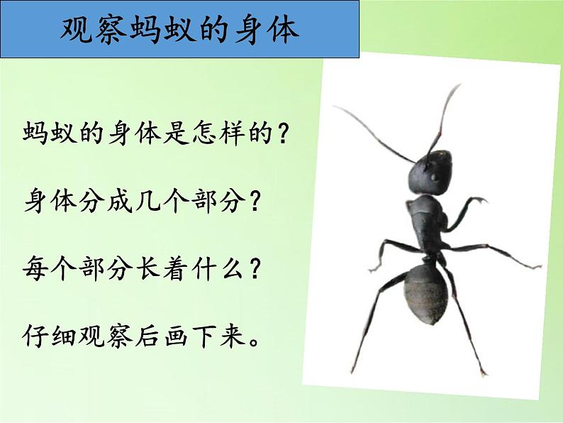 教科版 三年级上科学-2.5 蚂蚁 课件(15张PPT)06