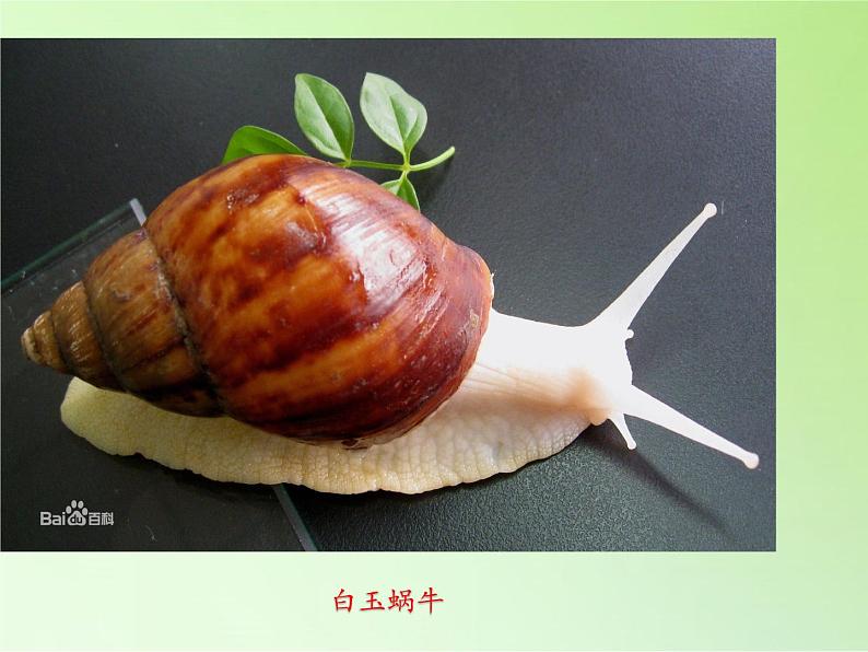 教科版 三年级上科学-2.3蜗牛(二)课件(28张PPT)04