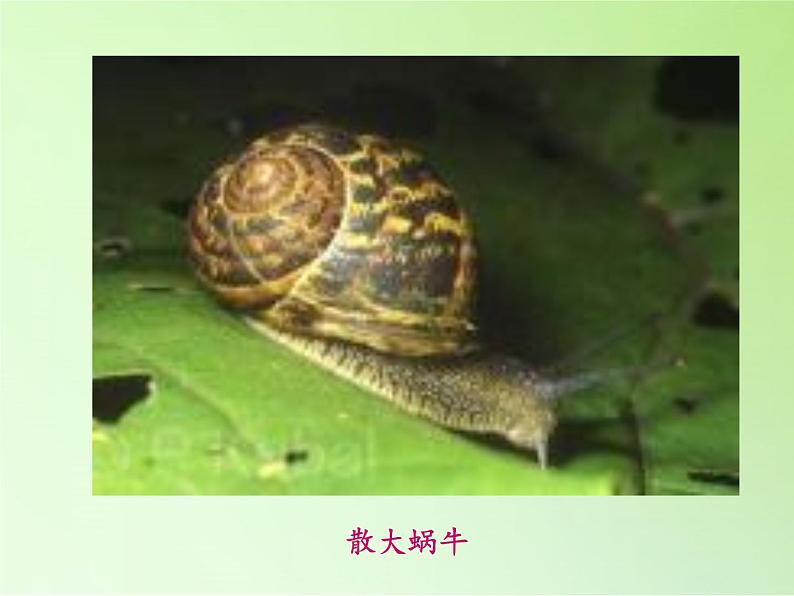 教科版 三年级上科学-2.3蜗牛(二)课件(28张PPT)05