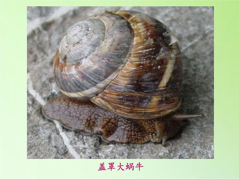 教科版 三年级上科学-2.3蜗牛(二)课件(28张PPT)07