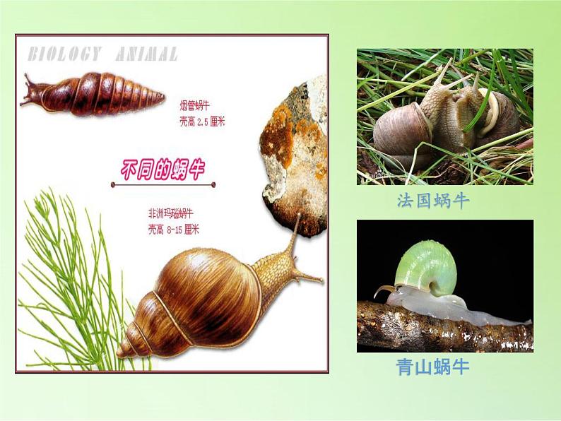教科版 三年级上科学-2.3蜗牛(二)课件(28张PPT)08