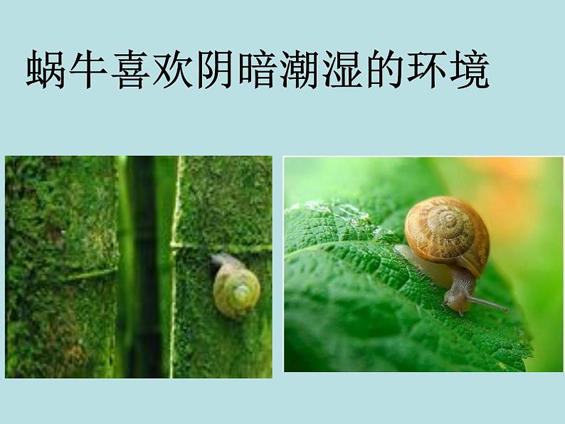教科版 三年级上科学-2.2蜗牛(一)课件(11张PPT)第3页