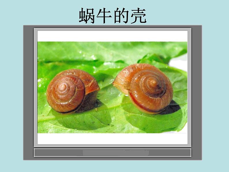 教科版 三年级上科学-2.2蜗牛(一)课件(11张PPT)第5页