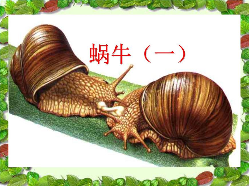 教科版 三年級(jí)上科學(xué)-2.2蝸牛(一)課件(11張PPT)第1頁