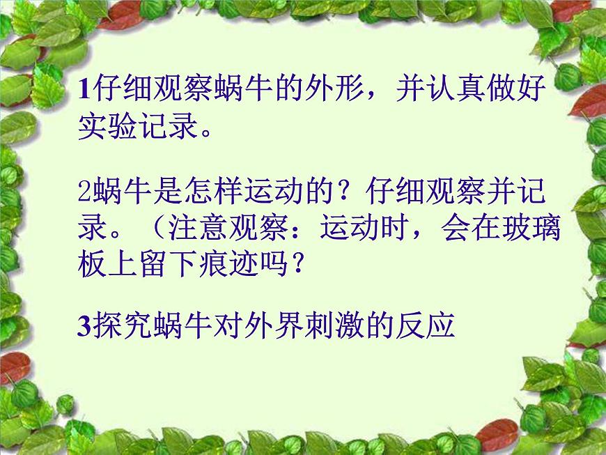 教科版 三年級(jí)上科學(xué)-2.2蝸牛(一)課件(11張PPT)第4頁