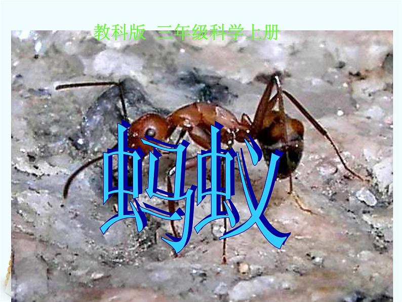 教科版 三年级上科学-2.5蚂蚁 课件(28张PPT)01