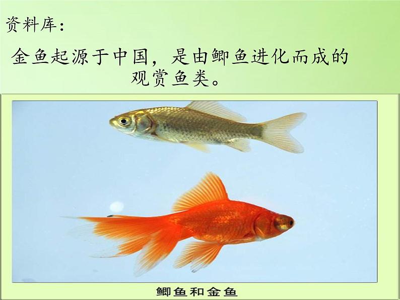 教科版 三年级上科学-2.6金鱼 课件(9张PPT)第3页