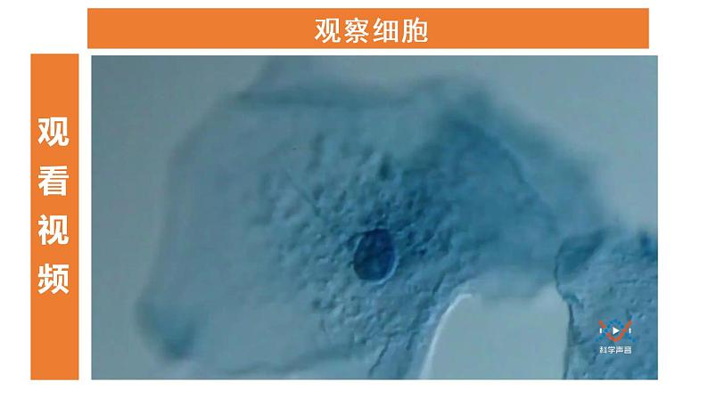 教科版六年级科学上册1.5观察更多的生物细胞课件(24张PPT)+教案(表格式)+实验视频04