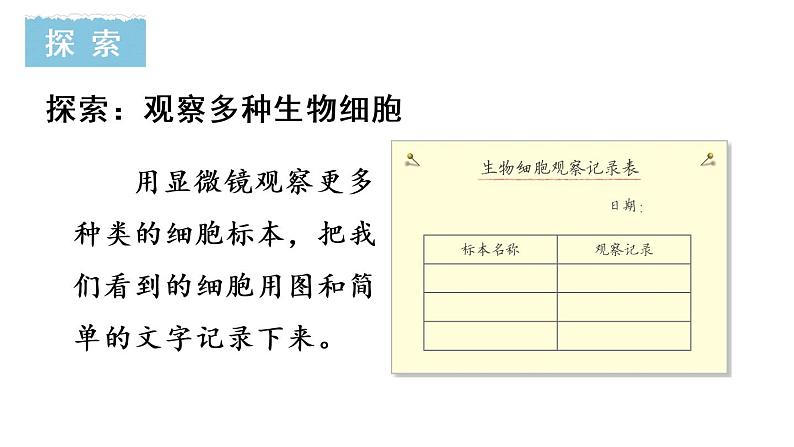 教科版六年级科学上册1.5观察更多的生物细胞课件(24张PPT)+教案(表格式)+实验视频05