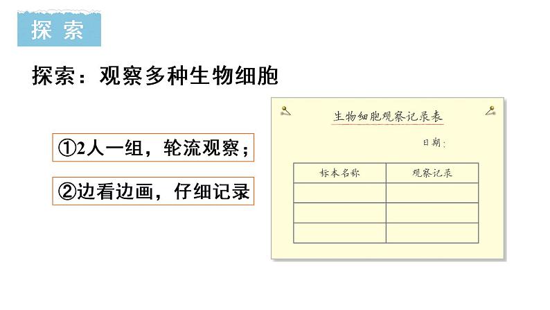 教科版六年级科学上册1.5观察更多的生物细胞课件(24张PPT)+教案(表格式)+实验视频06