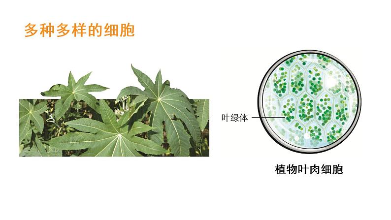 教科版六年级科学上册1.5观察更多的生物细胞课件(24张PPT)+教案(表格式)+实验视频08