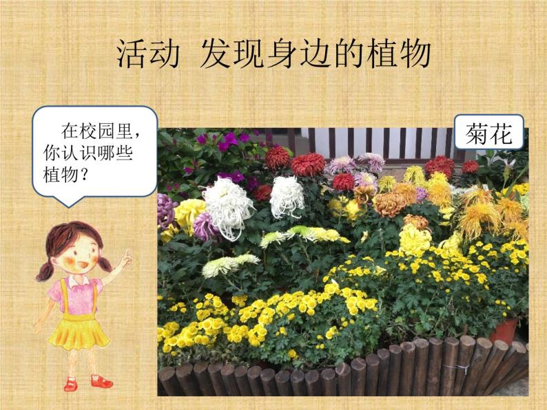 14校园里的植物 课件 教案_一年级下册05
