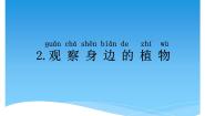 小学科学湘科版 (2017)一年级下册第四单元 各种各样的植物2 观察身边的植物说课ppt课件